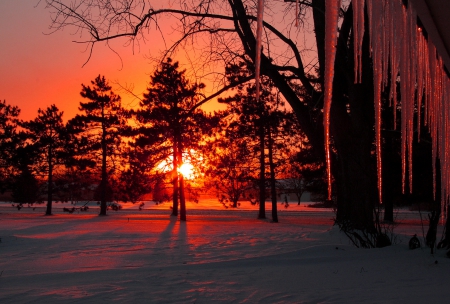 Winter sunset - dazzling, sky, sundown, trees, winter, sunset, lovely, glow, amazing, snow, beautiful, red