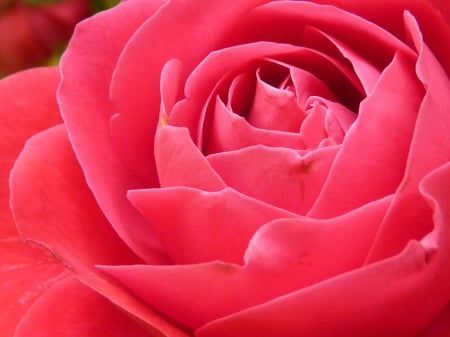 Pink Rose! - nature, rose, flower, pink