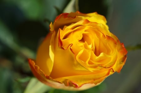 Yellow Rose! - rose, flower, yellow, nature