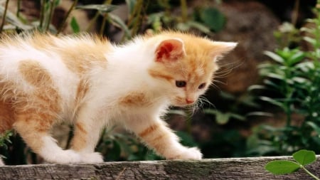 walking the straight and narrow - cute, adorable, sweet, cat