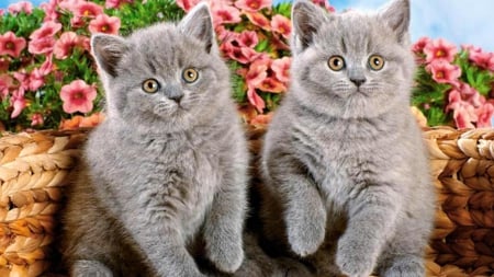 kitties watching a dog race - cute, grey, color, adorable