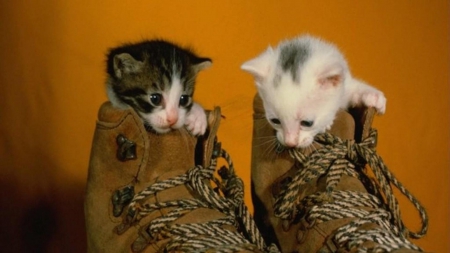 two pussies in a pair of boots - kitties, boots, adorable, cute