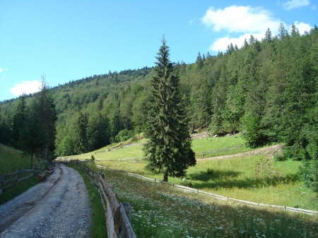 Lonely mountain road - transilvania, romania, izbucul cotetul dobrestilor, garda de sus, apuseni, scarisoara, arieseni, transylvania