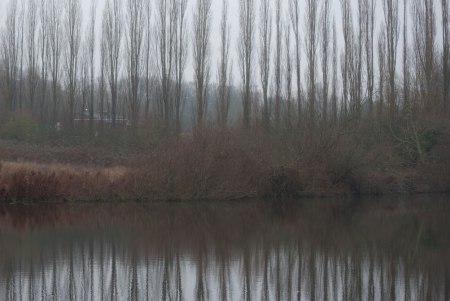 Misty poplars - reflecting, cloudy, cold, images