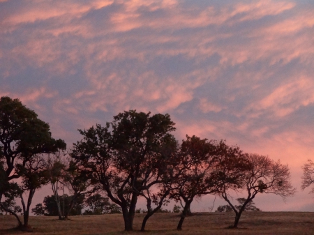 Trees - sky, tree, dusk, trees