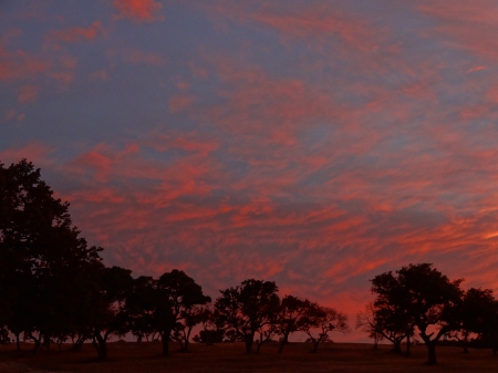 Trees - clouds, dusk, trees, sky