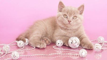 open  bed bath and beyond - cute, adorable, pearls, cat