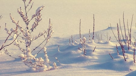 glowing - snow, glowing, winter, nature