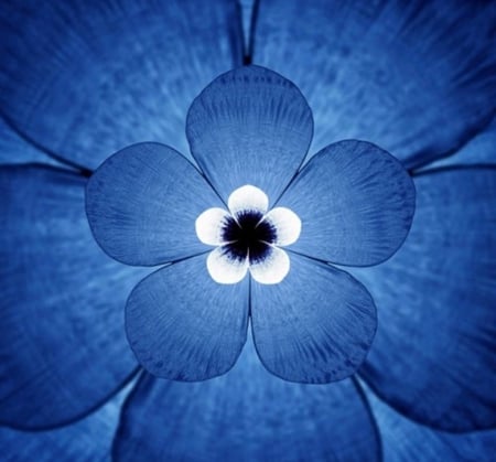 blue flower - art, cool, blue, paintings, flower