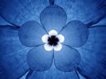 blue flower