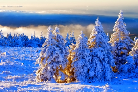 Winter - sky, trees, photography, sun, wonderful, cold, tree, ice, snowflake, winter, snowflakes, lovely, nature, snow, beautiful, splendor, photo