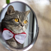 Cute Cat
