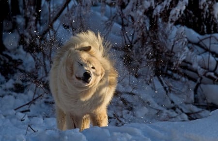 Snowy wolf - wildlife, animals, winter, predators, wallpaper, funny, wolf, nature, wolves, wild, snow, sweet, snowy, cute, white wolf