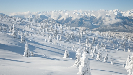 Winter landscape with spruce - winter, snow, HD, forest, white, nature, spruce, pine, cold, mountains, wallpaper