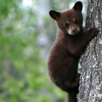 Cute Bear