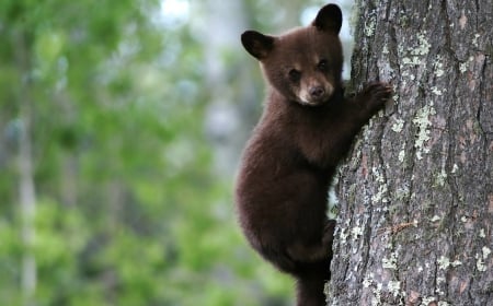 Cute Bear - Forest, Animal, Wild, Bear