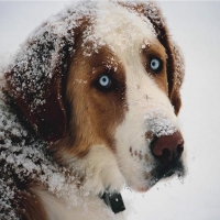 Dog In The Snow