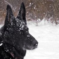 Dog In The Snow