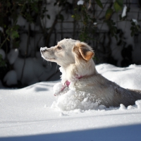 Dog In The Snow