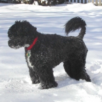 Dogs In The Snow