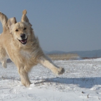 Dog In The Snow