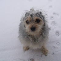 Dog In The Snow