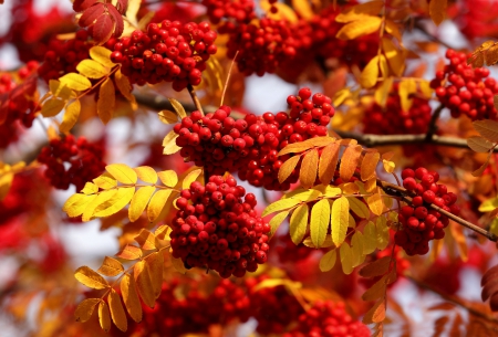 *** Red autumn rowan *** - fall, rowan, nature, autumn