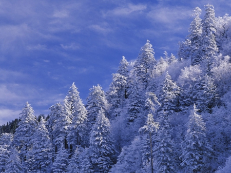 *** Winter forest *** - winter, nature, sky, forest