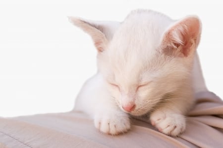 Peaceful Sleepâ™¥ - white, kitty, peaceful, sleeping