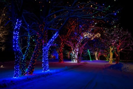 Simply Beautiful - christmas lights, trees, winter, snowy, splendor, road, snow, street, christmas, winter time, magic christmas, lights, xmas, merry christmas