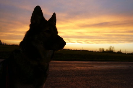 German shepherd - animal, pretty, cute, animals, beautiful, sweet, puppy, puppys, dogs, lovely, dog