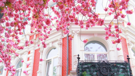 Balcony - tree, balcony, house, architectute