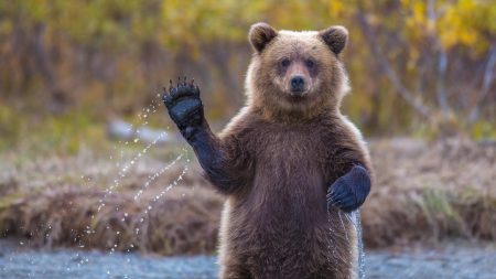 HI !! - bear, hands, hi, funny, cute, waving, hello, grizzly