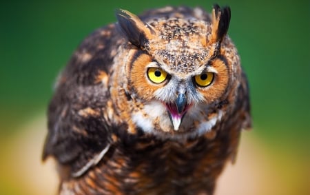 Say What??!! - feather, eye, owl, bird