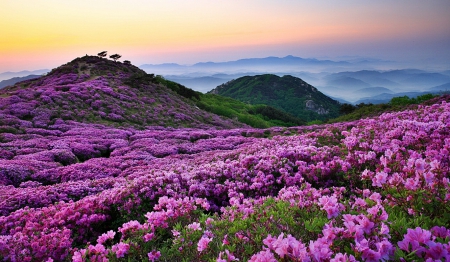 Mountain Flowers - purple, flowers, mountain, lovely