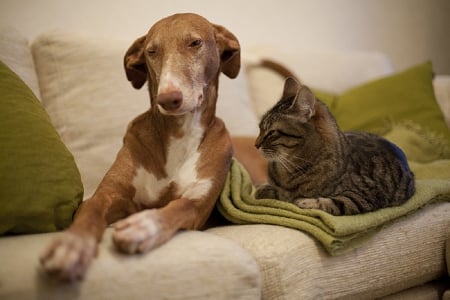 Cat and dog - sleepy, cute, beautiful, cat, sleeping, kitty, cats, hat, cat face, paws, face, animals, pretty, beauty, sweet, kitten, lovely