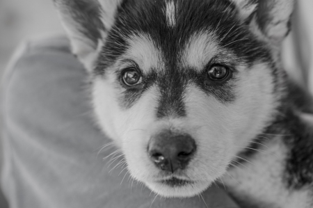 Husky - animal, pretty, cute, animals, beautiful, sweet, puppy, puppys, dogs, lovely, dog