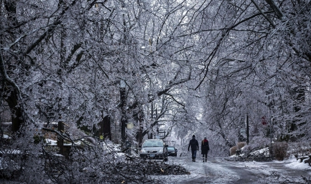 Winter - winter, trees, amazing, road