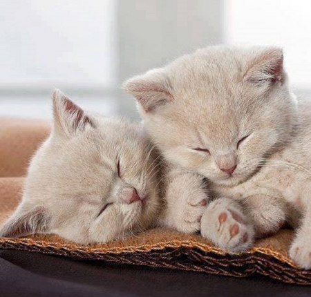 cute sleeping kittens - kittens, cute, cats, sleeping, animals