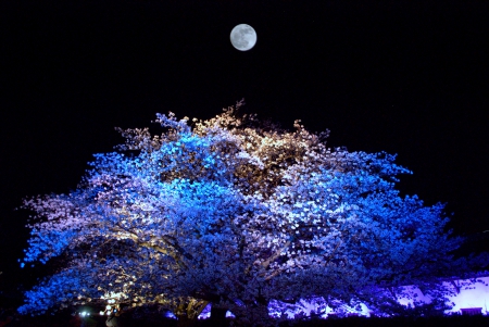 MOONLIGHT BLOSSOMS - moon, blossoms, cherry, night, light, tree