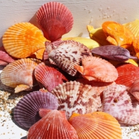 Colourful Shells