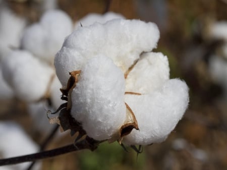 Nature - Garden, Cotton, Flower, Nature