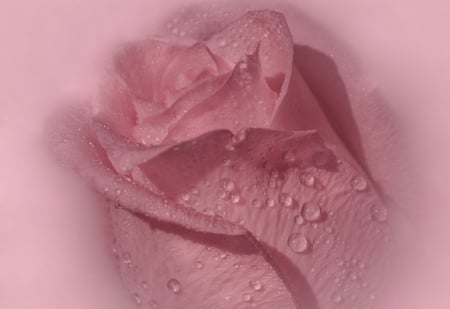 Pink rose - rose, roses, flower, pink