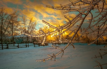 Golden sunset - sunset, TREE, BRANCH, golden, WINTER, ICE