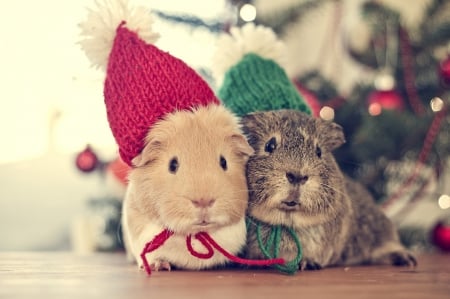 *** Guinea pigs *** - pigs, animal, animals, guinea