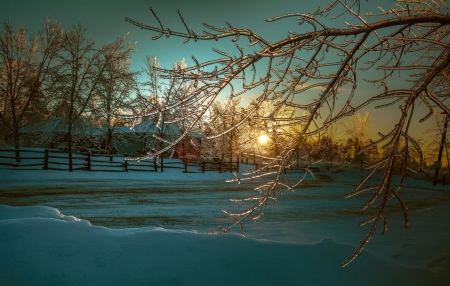 Golden - tree, golden, frozenwinter, branch