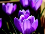 CROCUSES