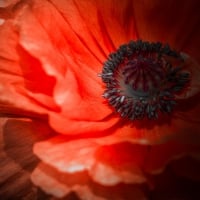 Red Poppy