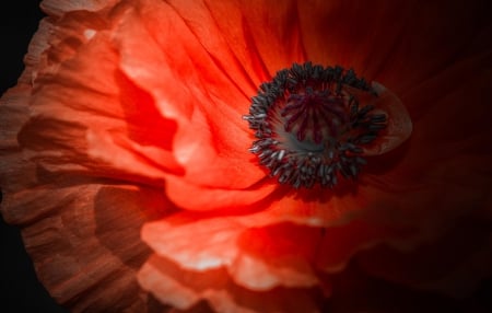 Red Poppy - flowers, flower, poppy, red