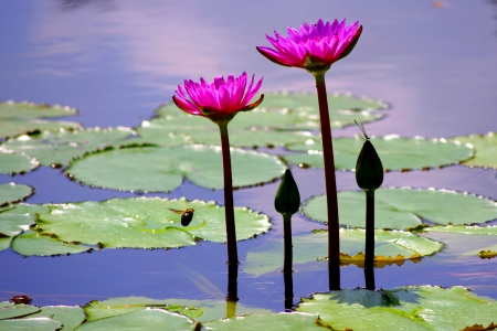 WATER LILY - water lily, nature, pads, pond